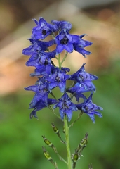 Delphinium polycladon