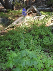 Delphinium polycladon