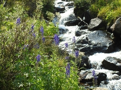Delphinium polycladon