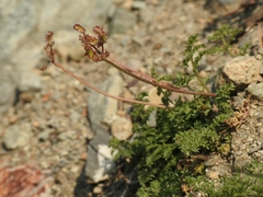 Cymopterus terebinthinus californicus