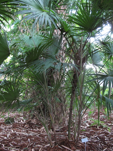 Tribe Chuniophoeniceae · iNaturalist United Kingdom