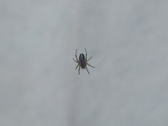 Araneinae