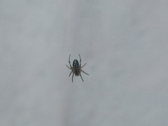 Araneinae