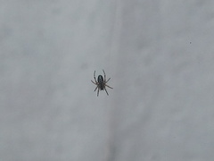 Araneinae