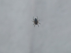 Araneinae
