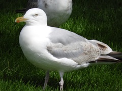Larus argentatus