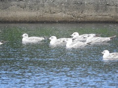 Larus argentatus