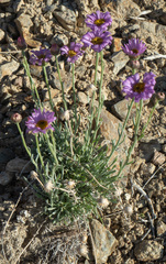 Erigeron argentatus