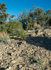 Erigeron argentatus
