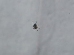 Araneinae