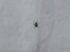 Araneinae