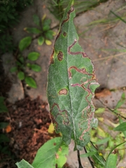 Phytomyza virgaureae