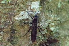 Urocerus cressoni