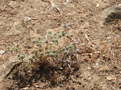 Eryngium bourgatii