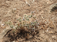 Eryngium bourgatii