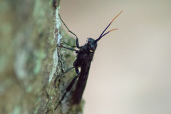 Urocerus cressoni