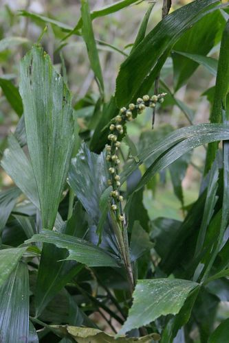 Arenga caudata