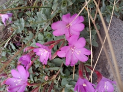 Epilobium obcordatum