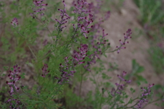 Fumaria officinalis