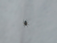 Araneinae