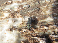 Oxypeltus quadrispinosus