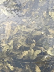 Potamogeton lucens