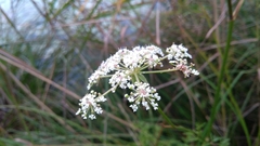 Cicuta virosa