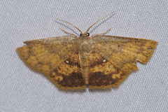 Chrysocraspeda tristicula