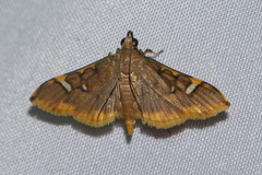 Prophantis