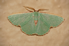 Heterorachis devocata