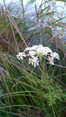 Cicuta virosa