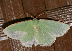 Heterorachis devocata