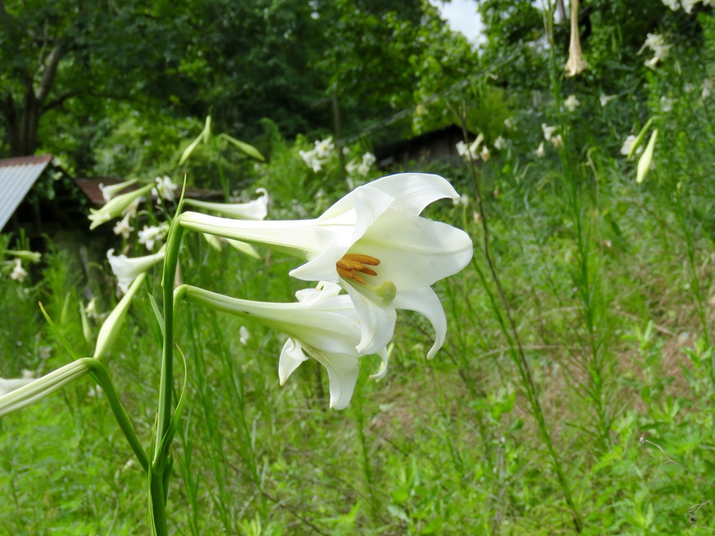 Lilium philippinense; photograph (c) Laura Clark, some rights reserved (CC BY)
