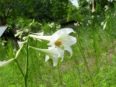 Lilium philippinense