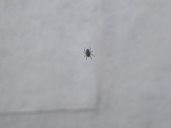 Araneinae