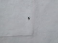 Araneinae