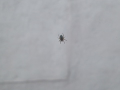 Araneinae