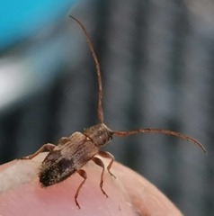 Exocentrus lusitanus