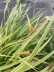 Carex pseudocyperus