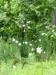 Lilium philippinense
