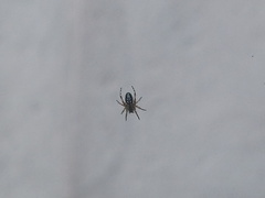 Araneinae