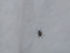 Araneinae