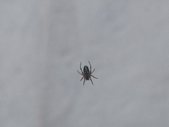 Araneinae