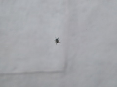 Araneinae