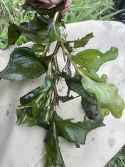 Potamogeton praelongus