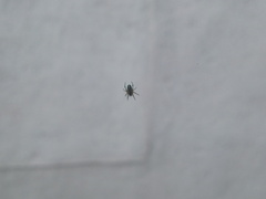 Araneinae