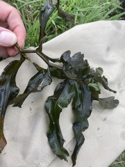 Potamogeton praelongus