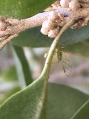 Uroleucon erigeronense