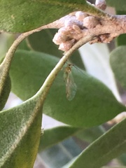 Uroleucon erigeronense