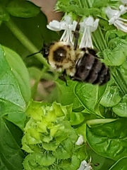 Bombus impatiens